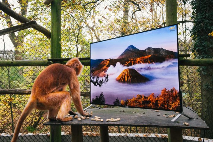 Goggle-eyed Lemurs and Langurs watch life-like 4K TV as part of their reintroduction to the wild